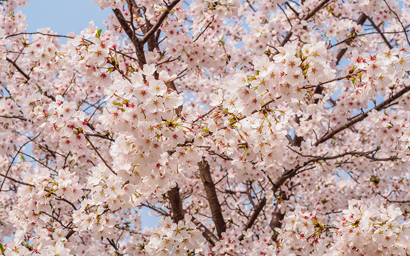 Cherry blossoms adding beauty to Shanghai's parks